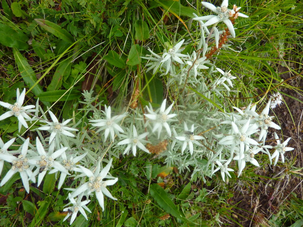 Edelweiss