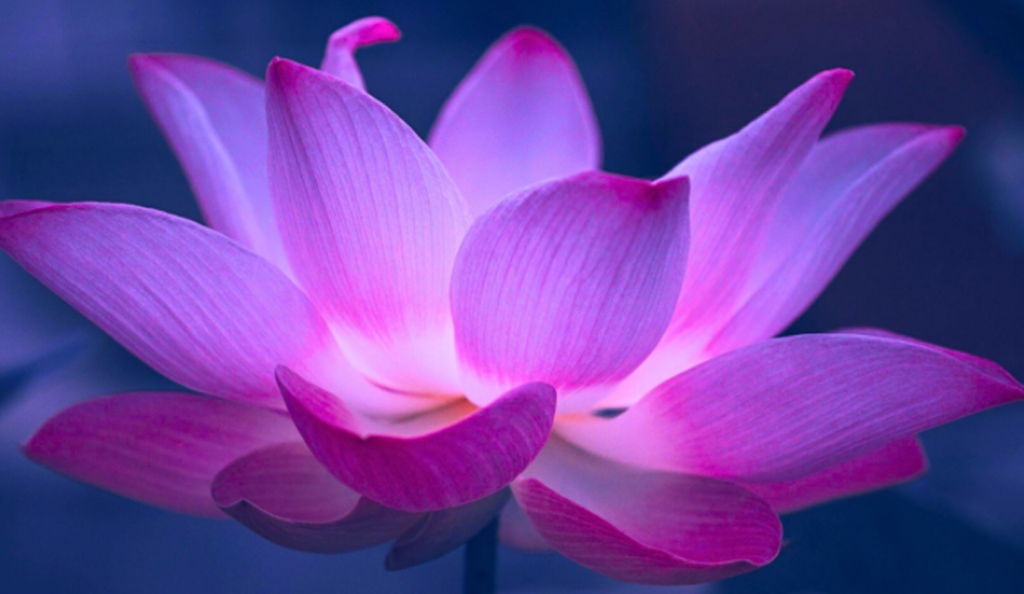 Fleur de lotus